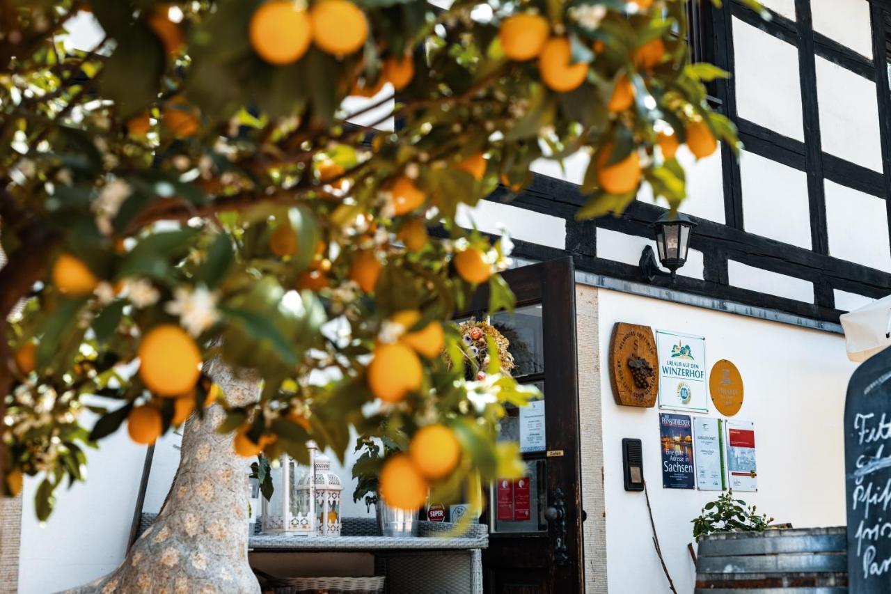 Weingut Schuh - Pension Zur Bosel コスヴィヒ エクステリア 写真